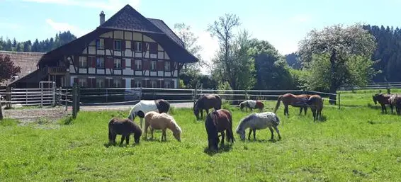 Reitbeteiligung: Pferde und Ponys zum Pflegen und Spass haben
