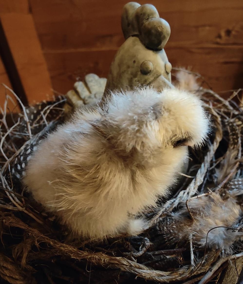 Bruteier US Silkies abzugeben