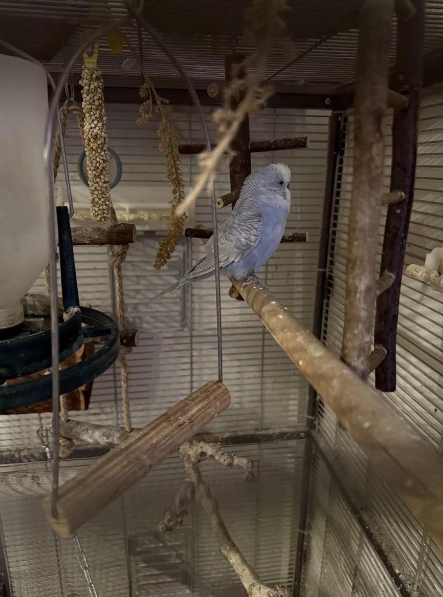 Blau/weissen Wellensittich, männlich