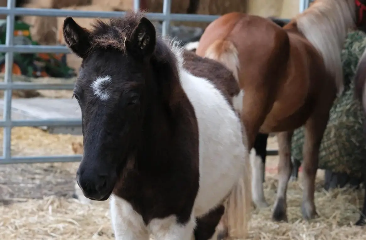 Islandwallach - ein Traumpferd