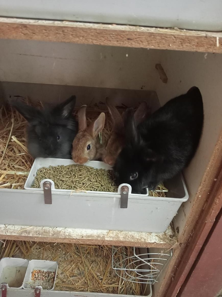 Kaninchen Familie, Muttertier mit 5 Jungen