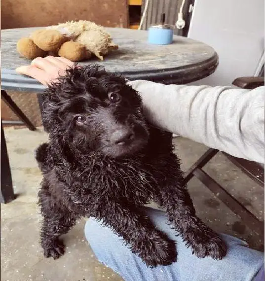 Zwei zauberhafte Bernedoodle (1w, 1m) suchen noch liebe Familien