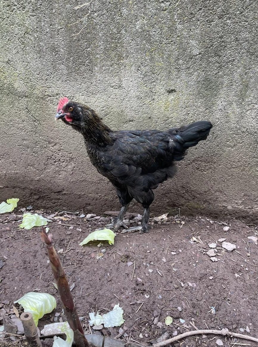 Grünleger x Marans Mix Güggel zu verschenken