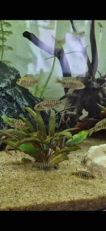 Junge Buntbarschen aus eigener Zucht zu verkaufen