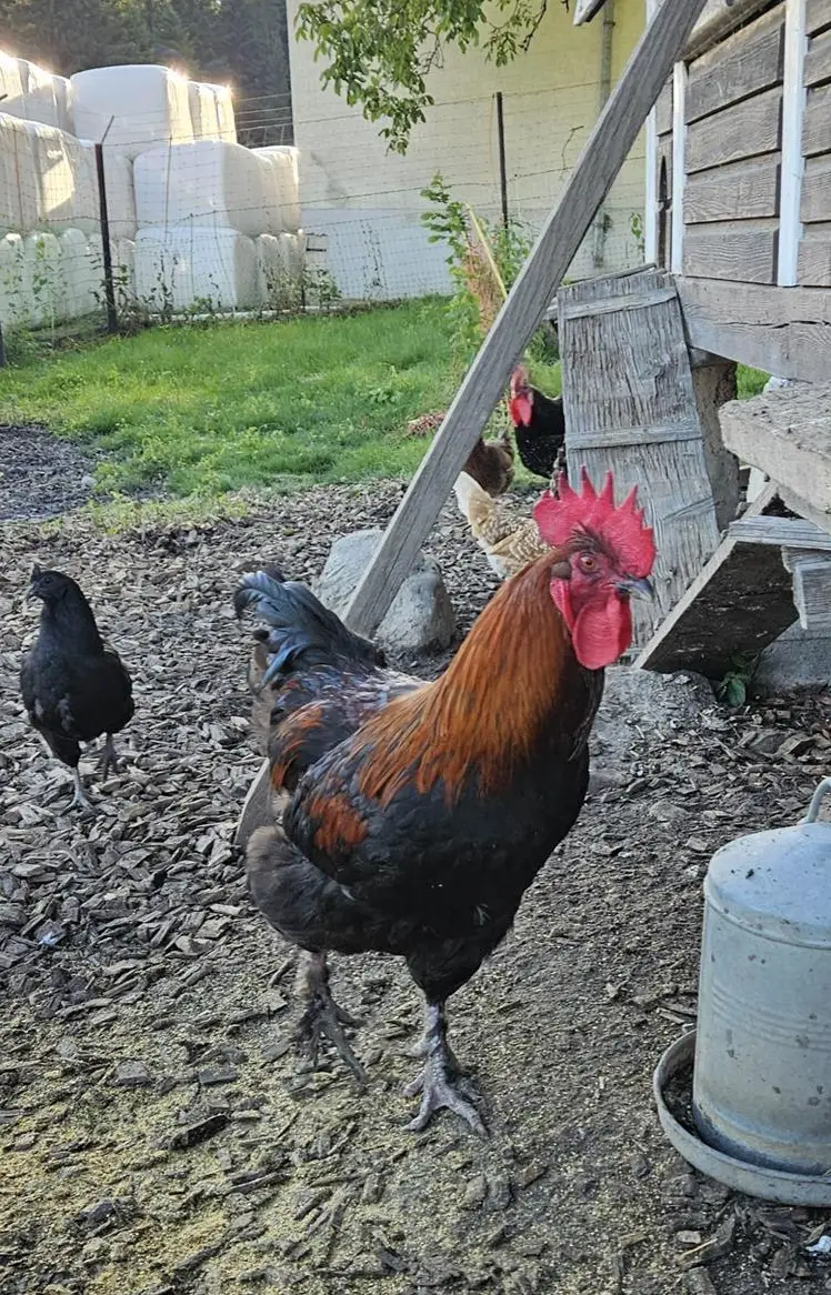 1-jähriger Marans Hahn GRATIS abzugeben