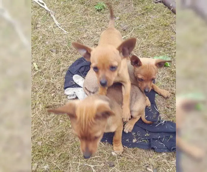 Rehpinscher, Zwergpinscher Welpen