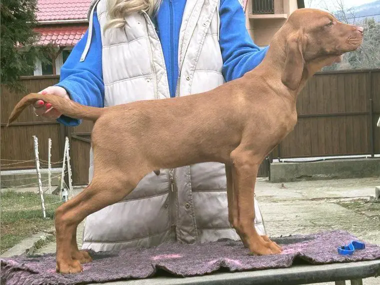 Magyar Vizsla Welpen aus dem Skyrocket Zwinger