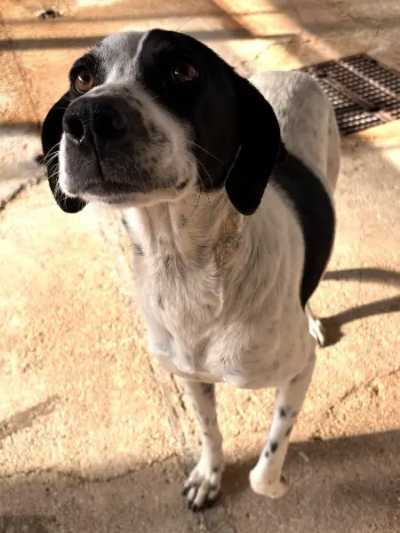 Nea, Mischlingshündin, ca. 5 Jahre, z.zt. in Griechenland