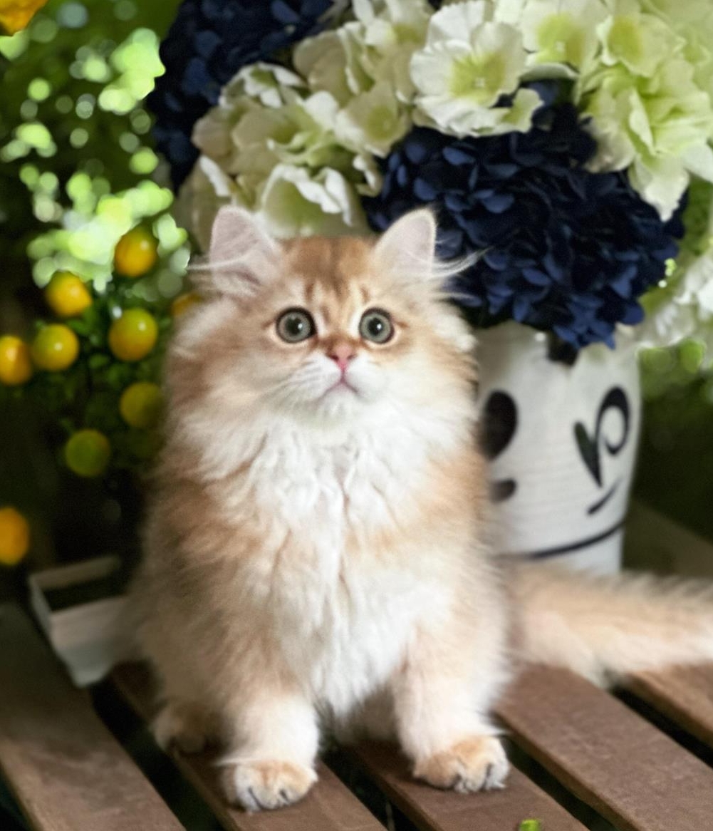 BLH Kitten mit FIFe Stammbaum zu verkaufen