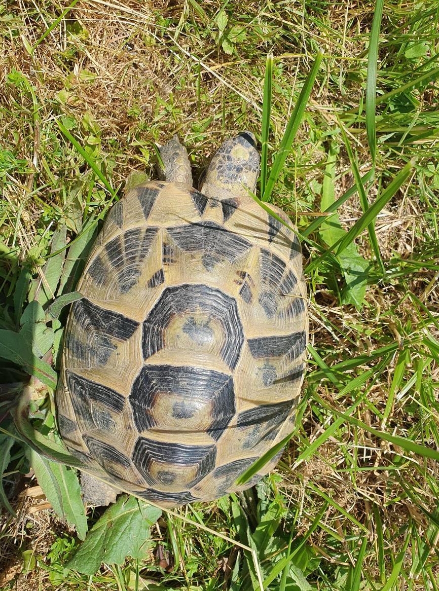Maurische Landschildkröten adult, 3 Weiblich 1 Tier 2013, 2 Tiere 2012