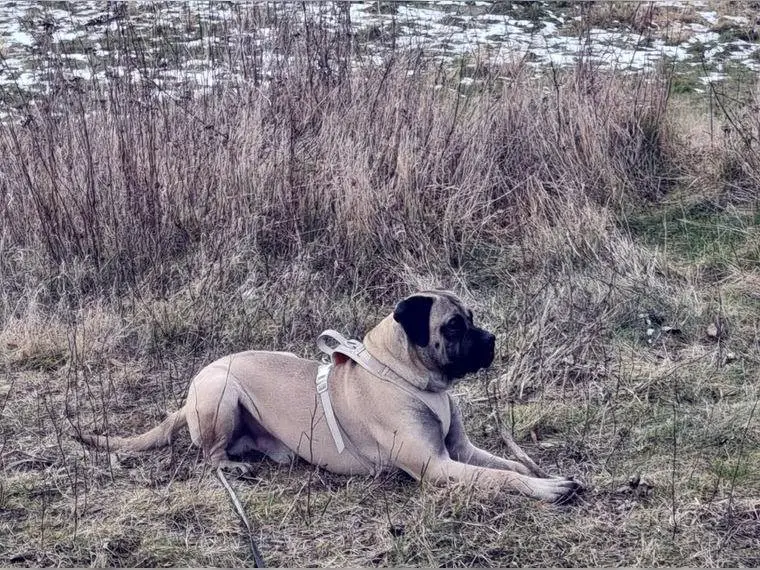 Bullmastiff