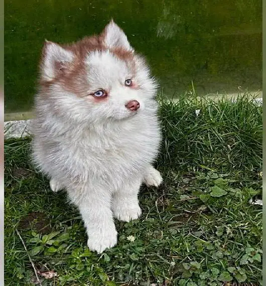 Pomsky F5 Welpe