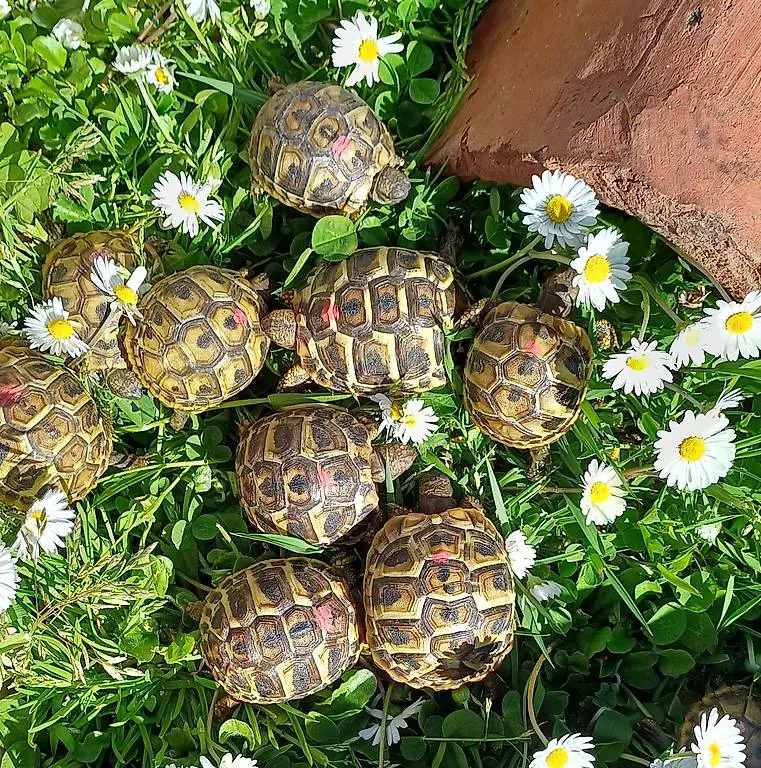 Vendo tartarughe hermanni