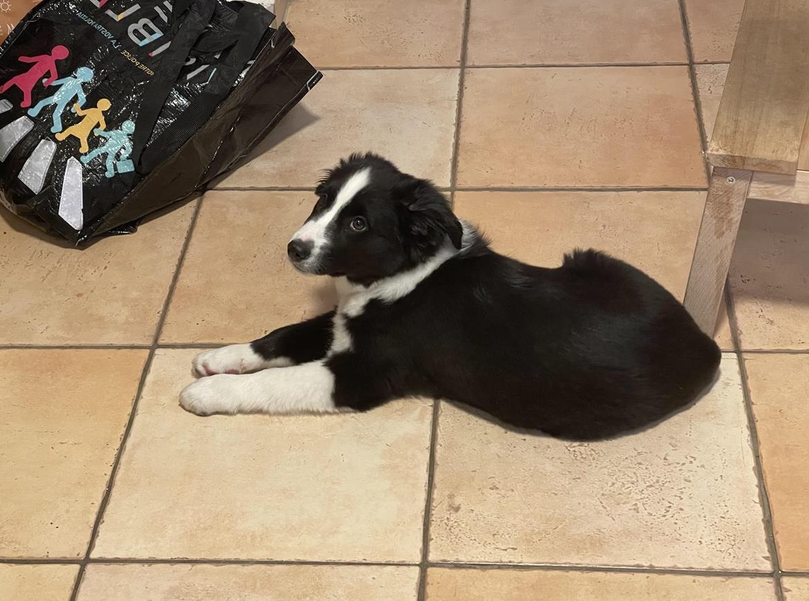 Miniature American Shepherd Welpe, Männchen