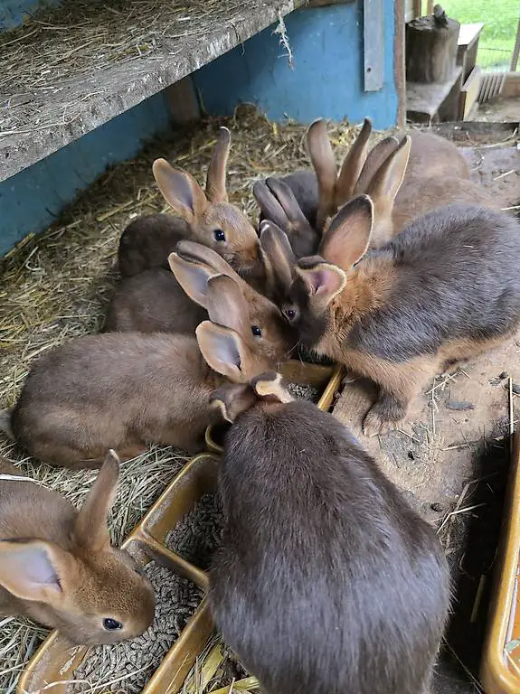 Junge Kaninchen zu verkaufen? Braunloh & Lohmischlinge