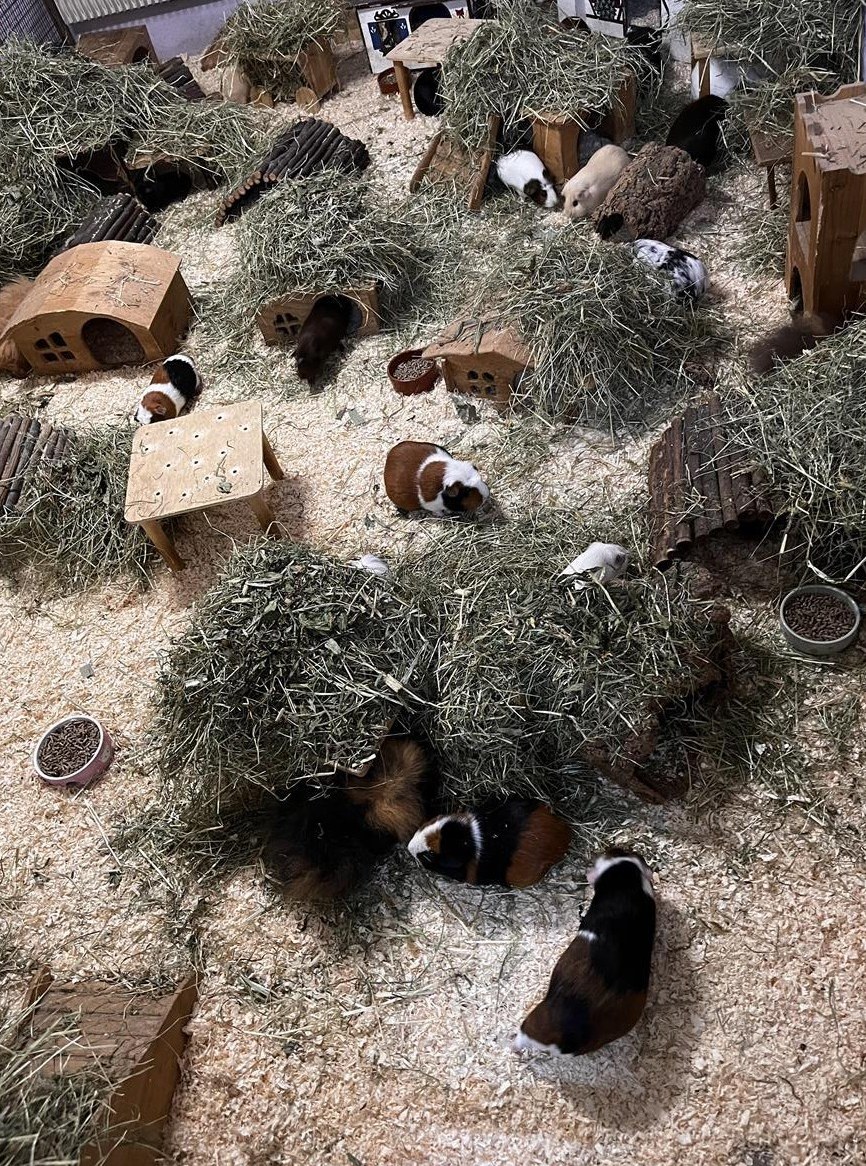 Kleintierbetreuung in familiärer Tierpension, Kanton Bern