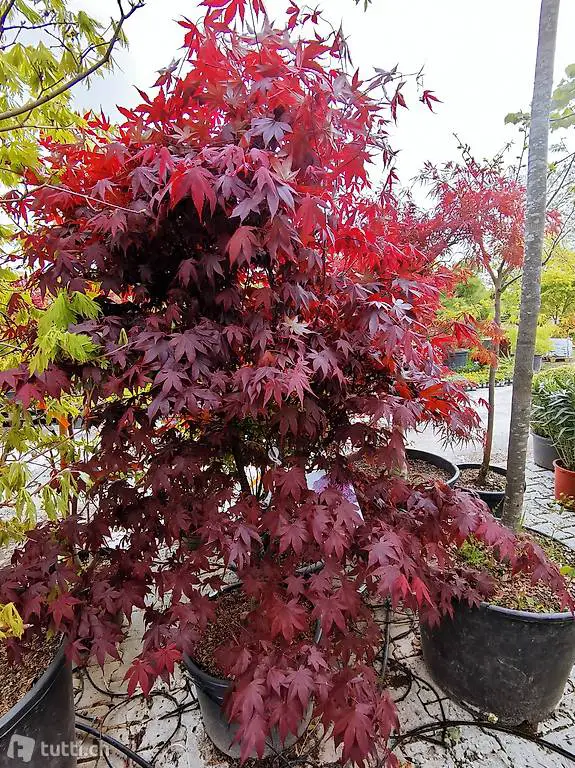  roter Fächerahorn "Bloodgood" Acer palmatum "Bloodgood"