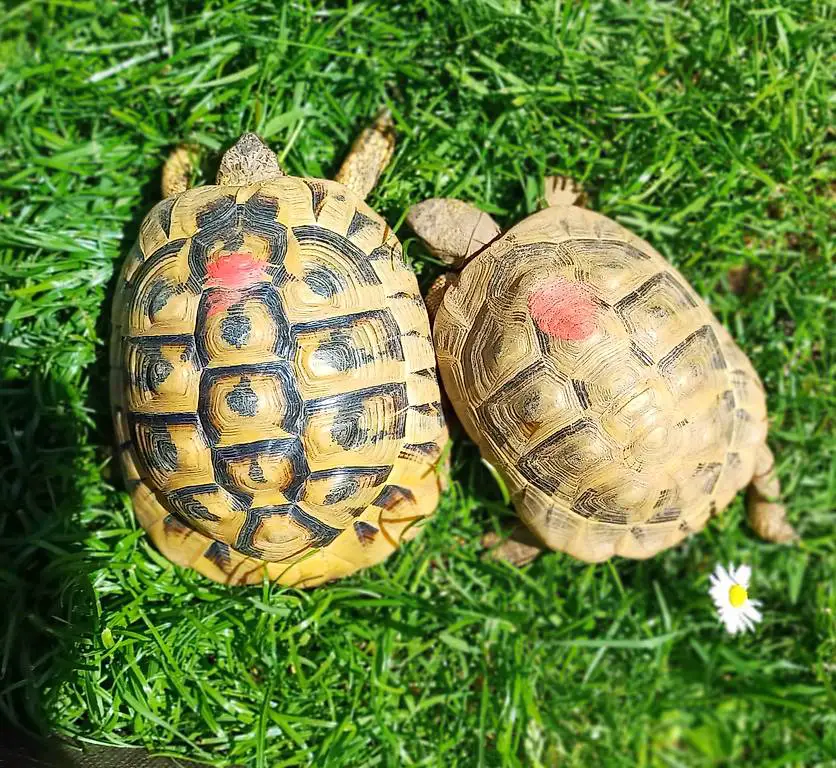 Hermanni giovani adulti