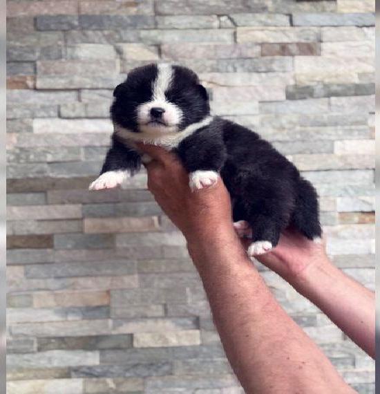 Japanische Akita Inu - FCI & AKIHO Ahnentafel