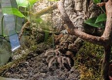 2 Vogelspinnen mit Terrarium infolge Hobbyaufgabe abzugeben