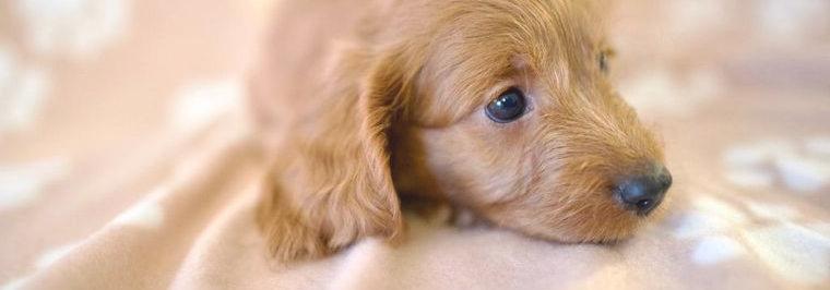 Cockerpoo /Cockapoo F1 Welpen Suchen ein liebevolles Zuhause.