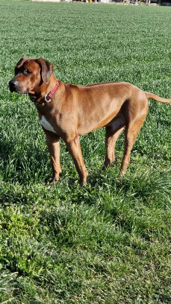 Deckrüde Rhodesian Ridgeback