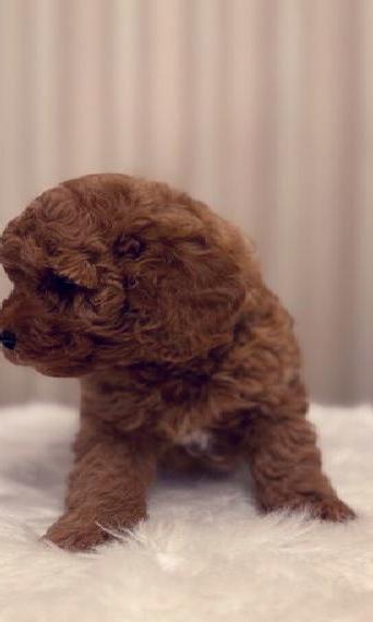 Toypudel/Toy Pudel/Pudel/ Welpen