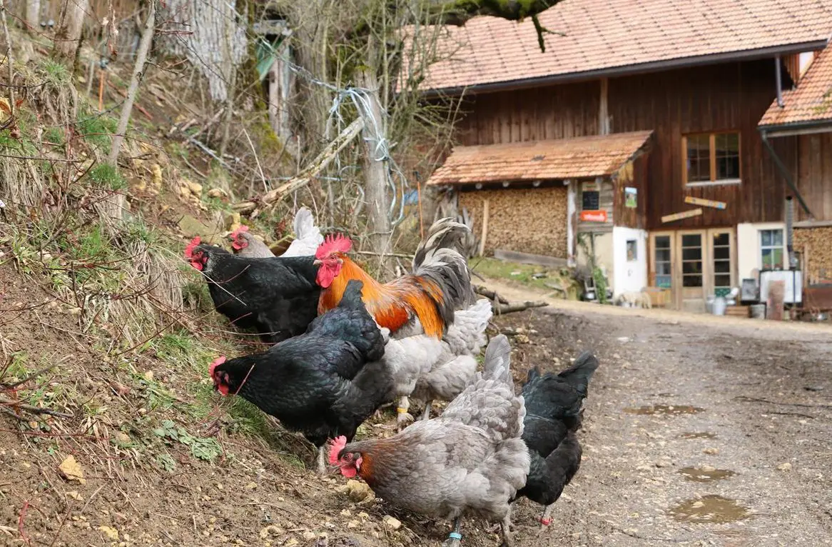 Marans Hühner, Hähne & Küken, reinrassig BIO zu verkaufen