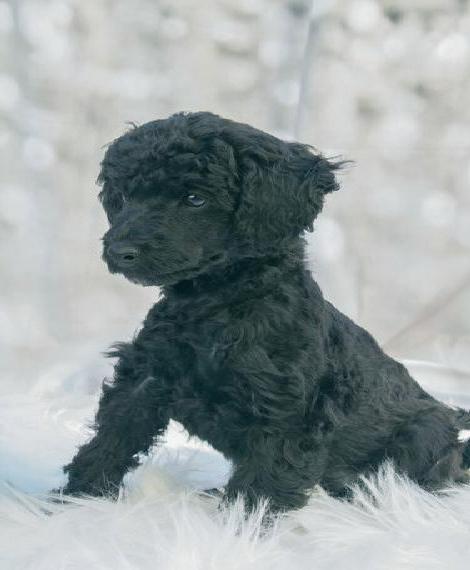 Ein kleiner Zwerg sucht