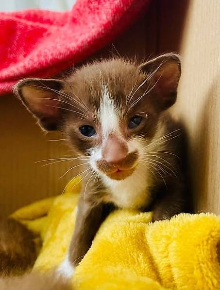 Wunderschöne orientalische Kitten bald verfügbar