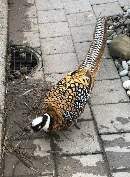 Königsfasane, Goldfasan, Amherstfasan abzugeben