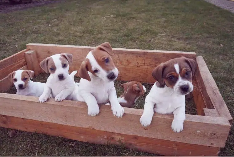 Jack Russel Welpen vom Bauernhof