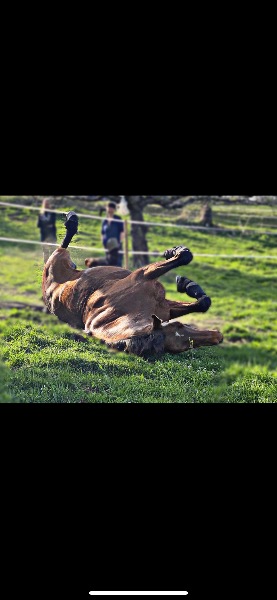 Reitbeteiligung gesucht