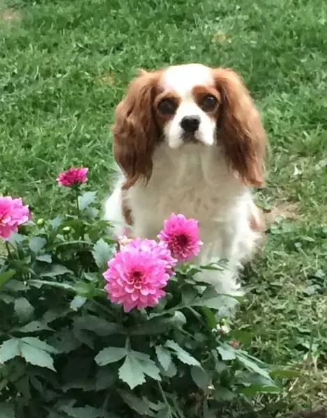 Pension familiale pour votre fidèle compagnon a 4 pattes...