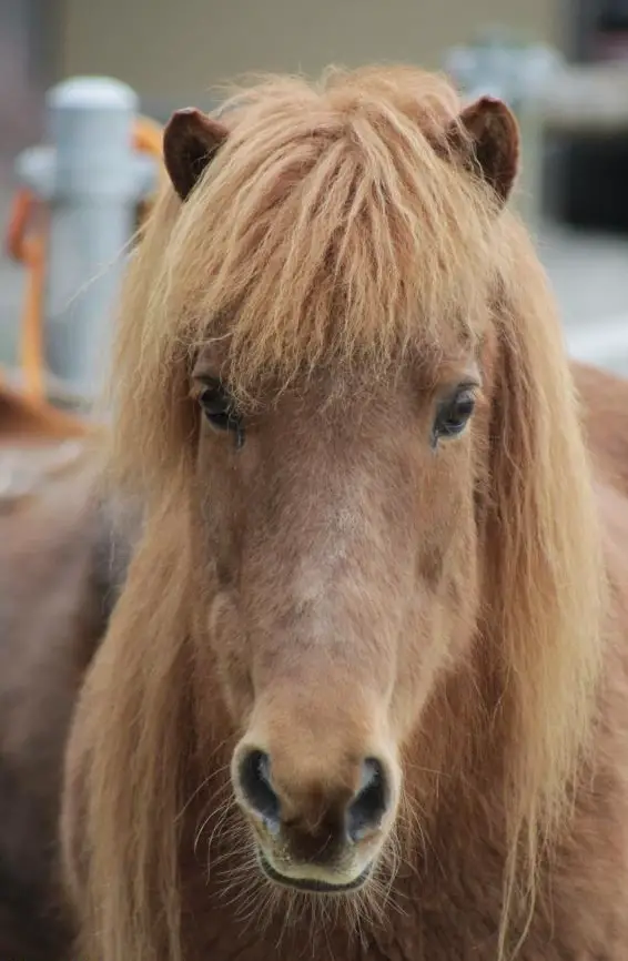Ferien/Erholung auf dem Islandpferdehof im Emmental