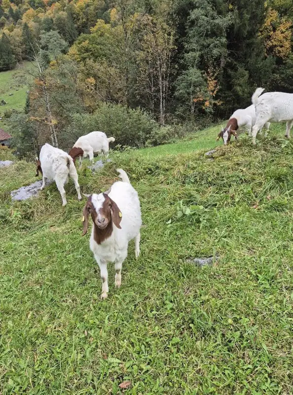 Junge Burenziegen zu verkaufen