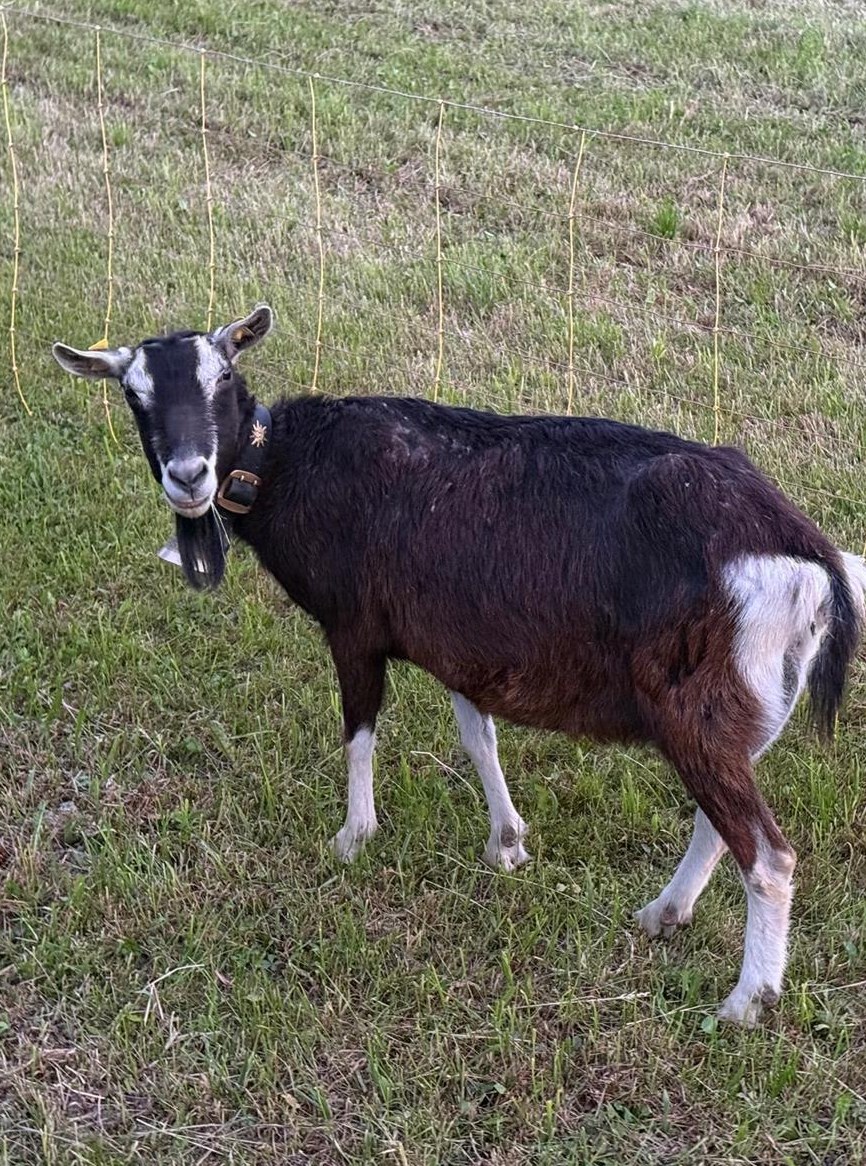 Bündner Strahlenziege mit Jungtier