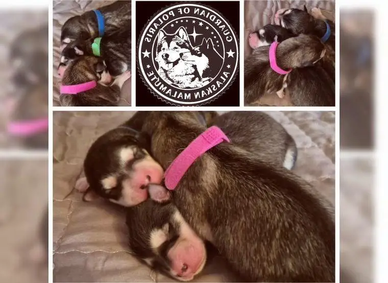 Alaskan Malamute mit Ahnentafeln