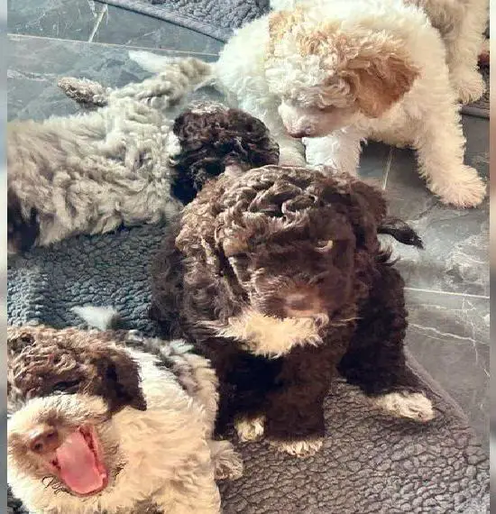 Lagotto Romagnolo Welpen