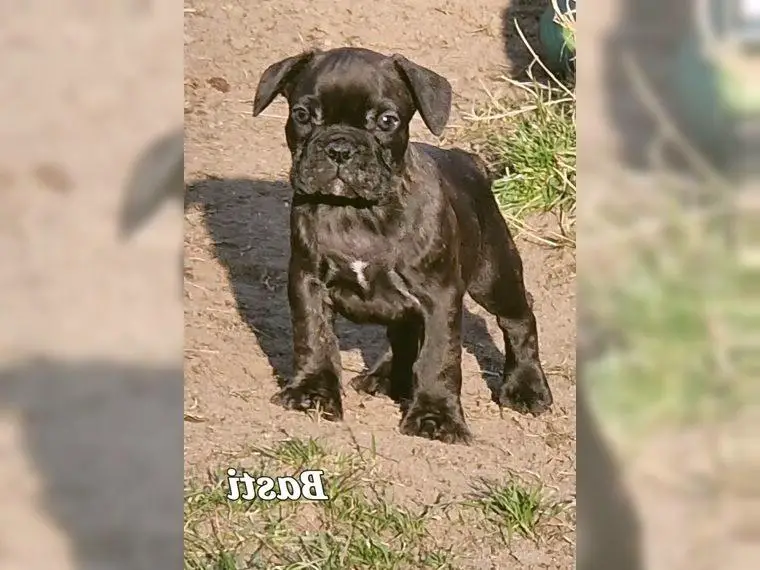 Französische Bulldoggen 9 Wochen, Magdeburg