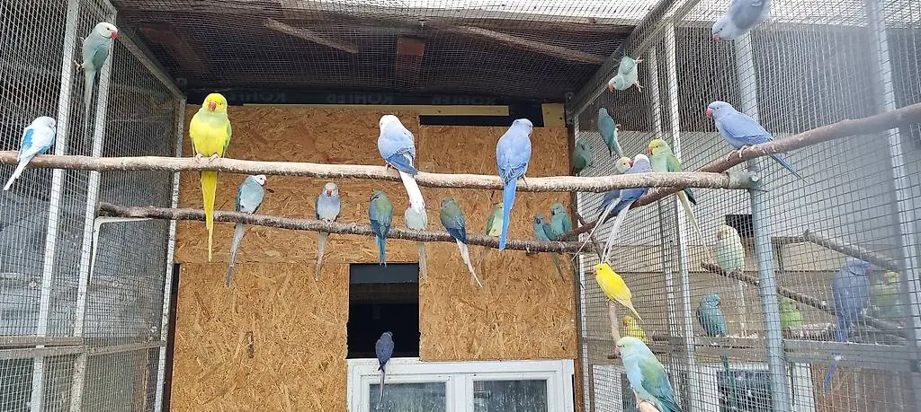 Halsbandsittiche papagai vögel