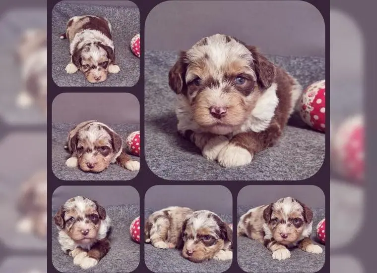 Aussiedoodle MediumBezaubernde Welpen in tollen Farben-langjährige Familienzucht.