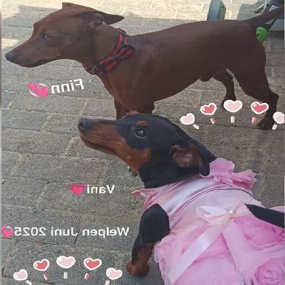 Reinrassige gesunde Zwergpinscher Welpen m.P.