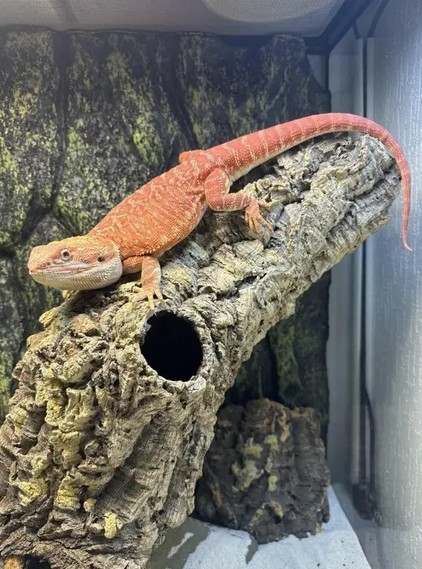 Bartagamen Männchen RedMonster Hypo 66% Het Trans