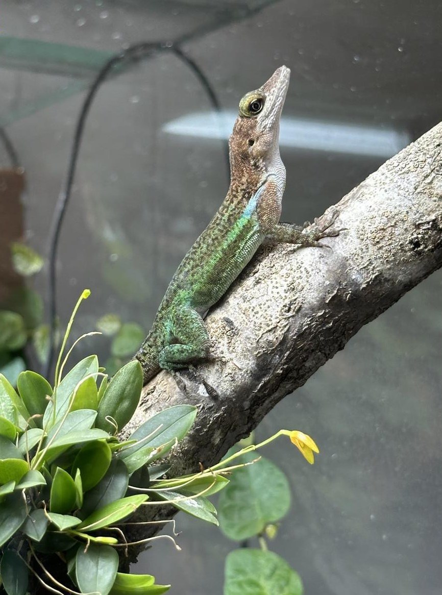 Anolis leachii Zuchtpaar zu verkaufen