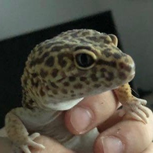 Leopardgecko + Terrarium mit Unterschrank und Zubehör