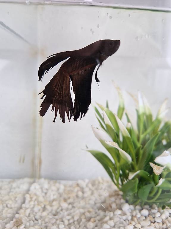 Kampffisch / Betta Fish
