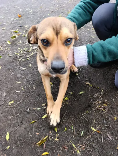 Martino, Beagle mix im Canile