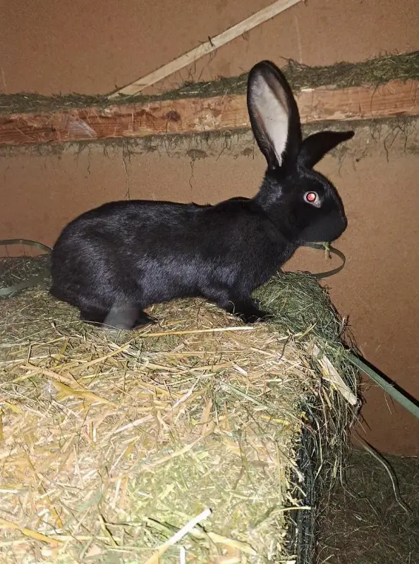 Zutrauliche Mischling Kaninchen abzugeben