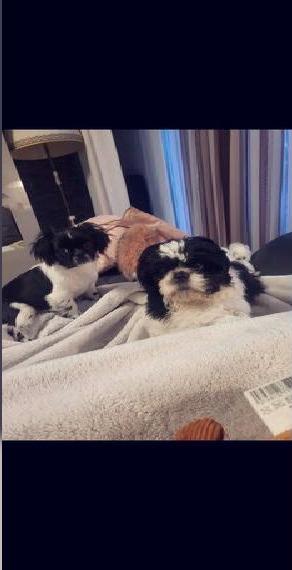 Japan Chin Rüde und shih-tzu Weibchen